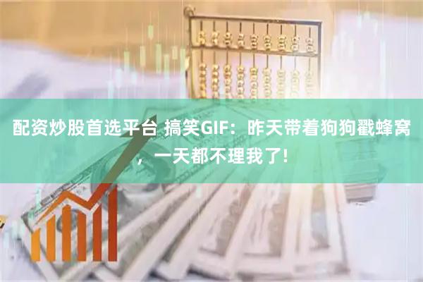 配资炒股首选平台 搞笑GIF：昨天带着狗狗戳蜂窝，一天都不理我了!